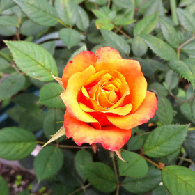 Приморская роза